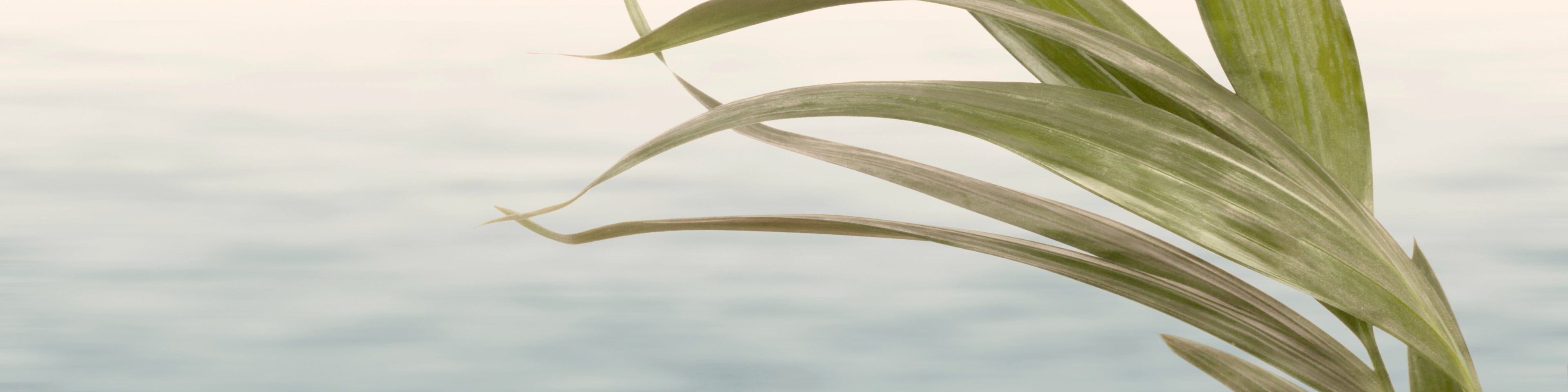 The Aromatherapy Collection