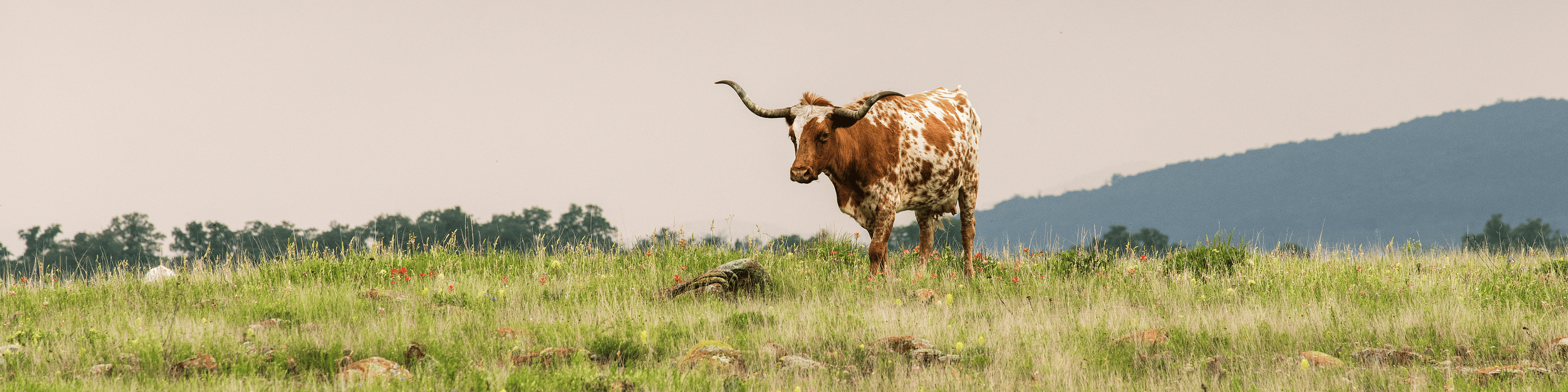 Texas